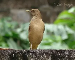 Turdus grayi