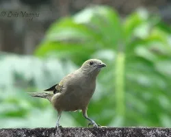 Tanager