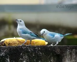 Viudas