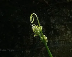 Cogoyo