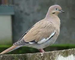 Paloma