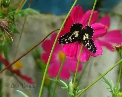 Colores