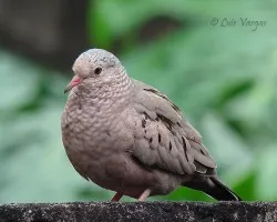 Columbina passerina
