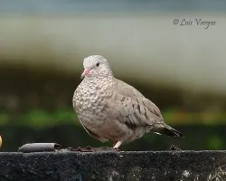 Palomita