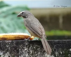 Saltator coerulescens