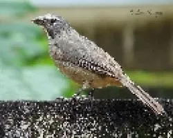 Saltator coerulescens