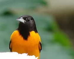 Icterus galbula