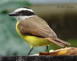 Pecoamarillo