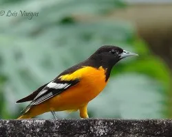 Cacique Veranero