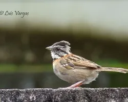 Comema