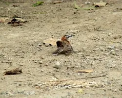 Campylorhynchus rufinucha