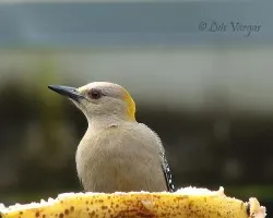 Mh