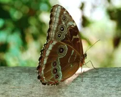 Mariposa1