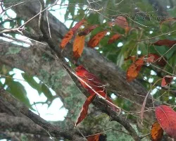 Piranga rubra