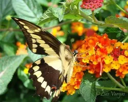 mariposa
