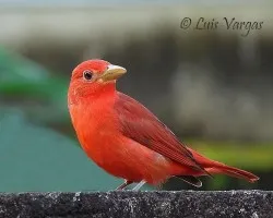 Al rojo vivo