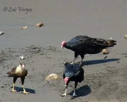 Uno para todos y todos para uno