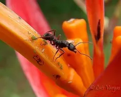Simbiosis?