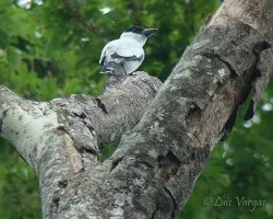 Titira