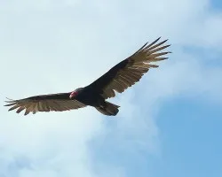 gr