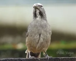 El Rey Sinsonte