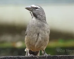 esca