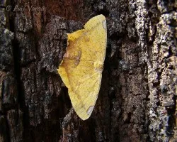 Mariposa Amarilla
