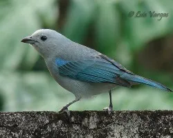 Viuda