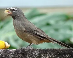 Saltator coerulescenss