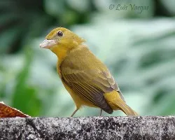 Vamos de Piranga rubra