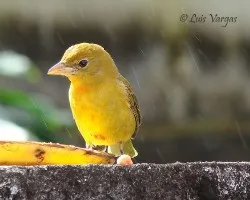 Vamos de Piranga rubra
