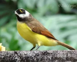 copetillo bajo