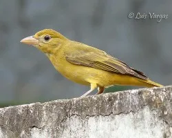 La chiquilla