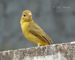 La chiquilla