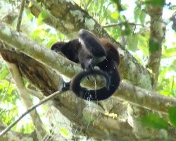 Cebus capucinus