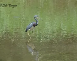 Egretta tricolor