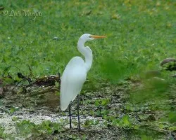 Casmerodius albus