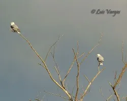 Nueva Especie