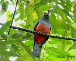 Trogon Macho