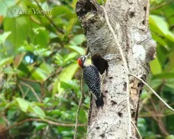 Melanerpes pucherani