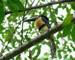 Pteroglossus frantzii