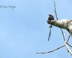 Saltator coerulescenss