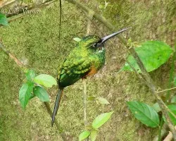 Galbula ruficauda
