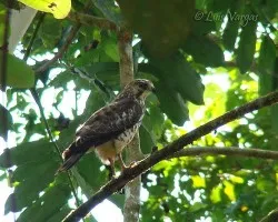 Gavil?n Cangrejero