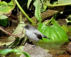 Serpophaga cinerea