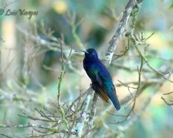 Hiper azul