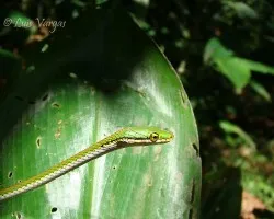 Dos para identificar