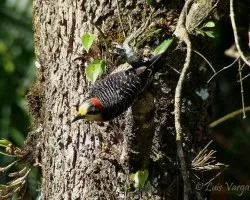 Melanerpes pucherani