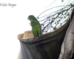 Buscando casa