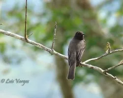 Tercera especie nueva